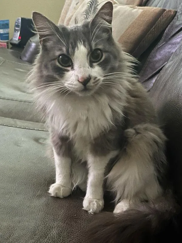 Deangelo thumbnail 3