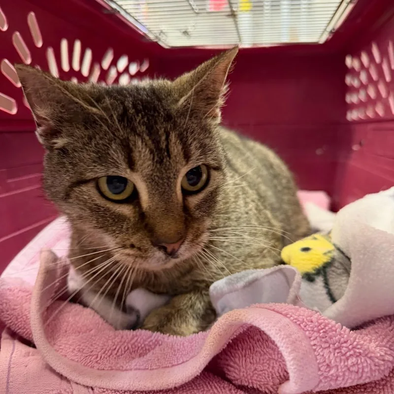 A senior medium-sized female Brown / Chocolate Domestic Short Hair cat named Sparrow for adoption in Gainesville, FL
