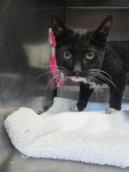 An adult small-sized female Black Domestic Short Hair cat named 61435124 for adoption in El Paso, TX