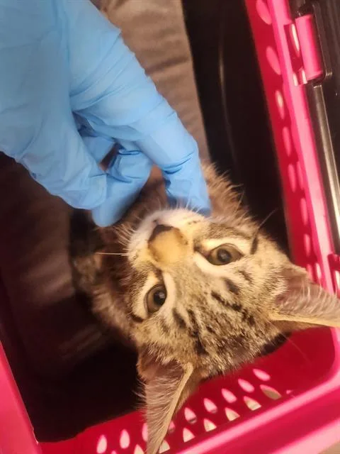 A baby small-sized male Domestic Short Hair cat named Dragonfly for adoption in Kent, WA
