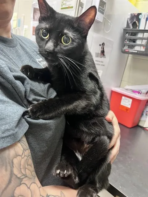 An adult large-sized female Domestic Short Hair cat named April for adoption in Minneapolis, MN