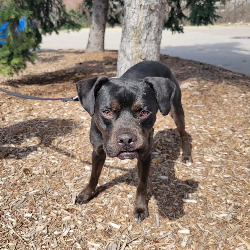 A young medium-sized male Black Terrier dog named Neo Aka Zorro for adoption in Detroit, MI