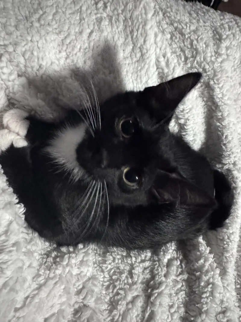 A baby medium-sized male Black & White / Tuxedo Domestic Short Hair cat named David Bowie for adoption in Cuyahoga Falls, OH