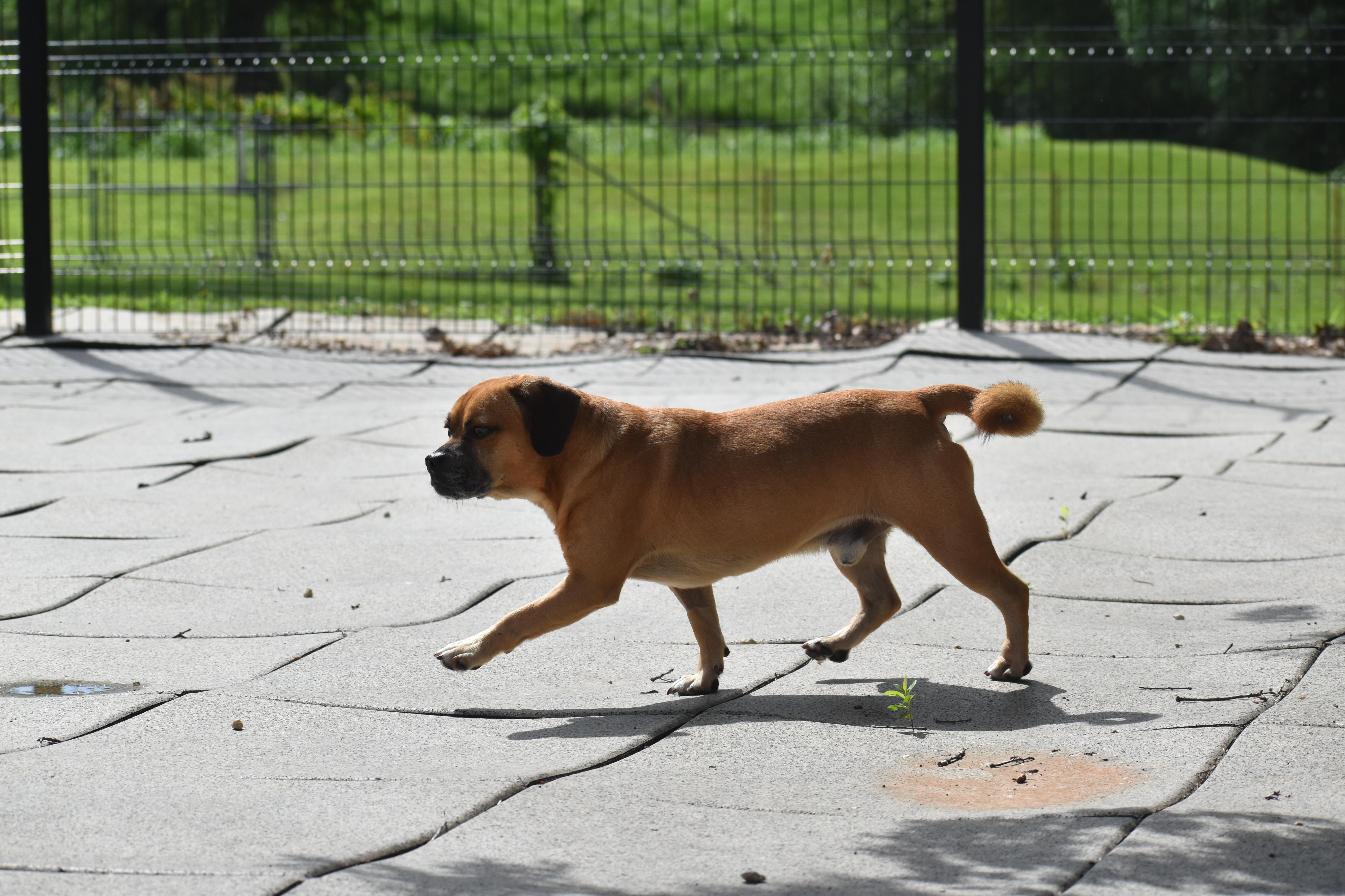 An adult medium-sized male Puggle dog named Foxlin for adoption in Auburn, NE