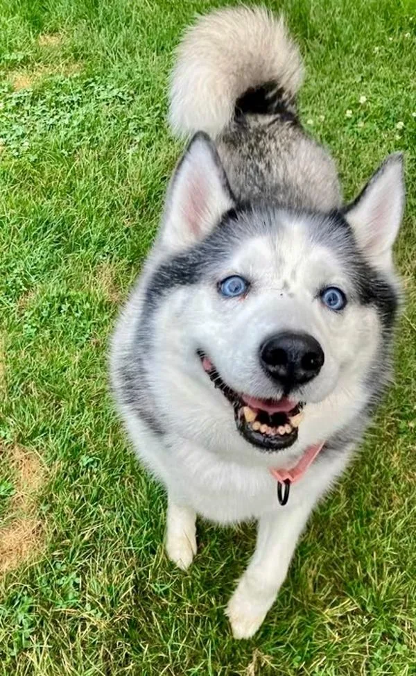 A senior large-sized male Siberian Husky dog named Lucky for adoption in Millersville, MD