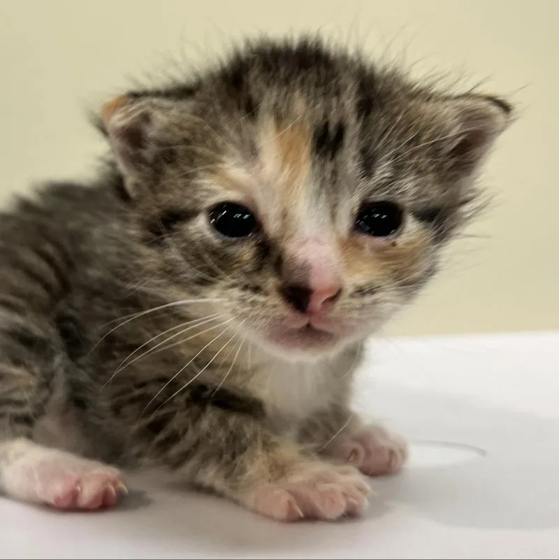 An adult medium-sized female Torbie Domestic Short Hair cat named Gadget for adoption in Lynchburg, VA