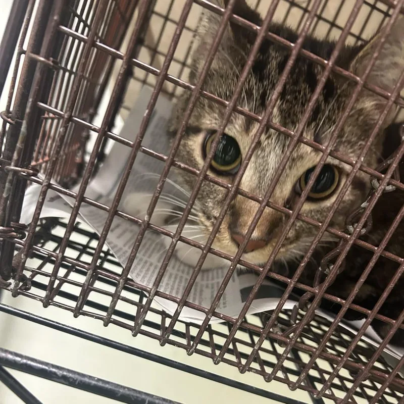 A young small-sized male Brown / Chocolate Domestic Short Hair cat named Benny Blue for adoption in Philadelphia, PA
