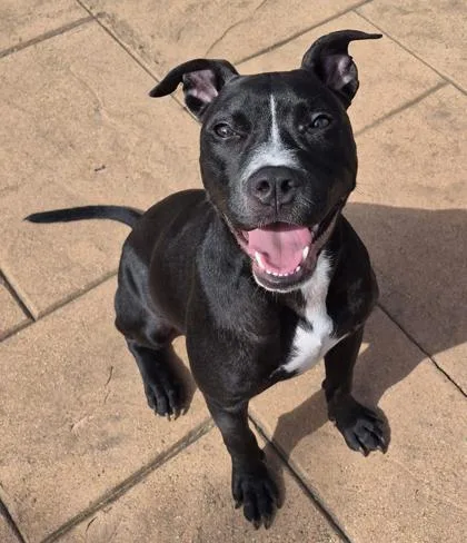 An adult medium-sized female Terrier dog named Bagheera for adoption in Shreveport, LA