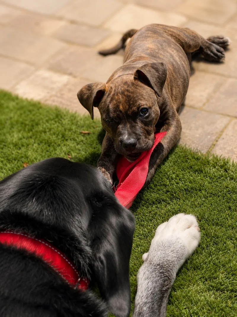 A baby large-sized male Brindle American Staffordshire Terrier dog named Odin for adoption in Evans, GA