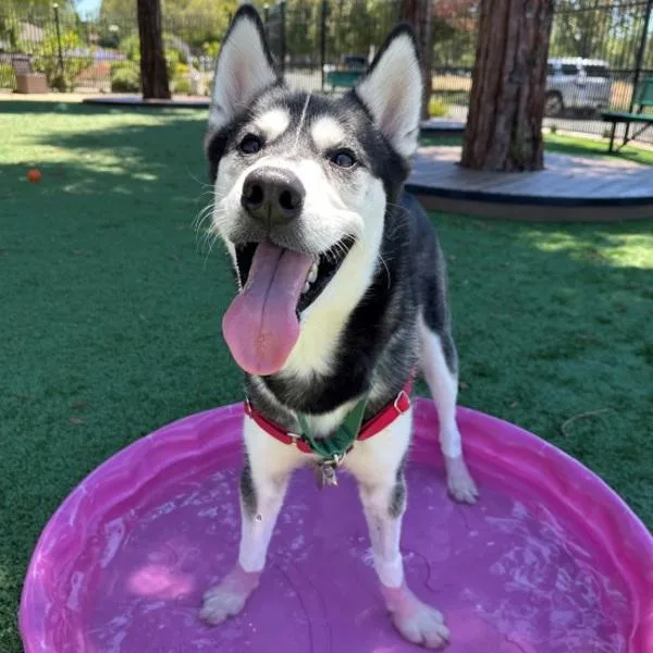 A young medium-sized male Siberian Husky dog named Arnold for adoption in Walnut Creek, CA