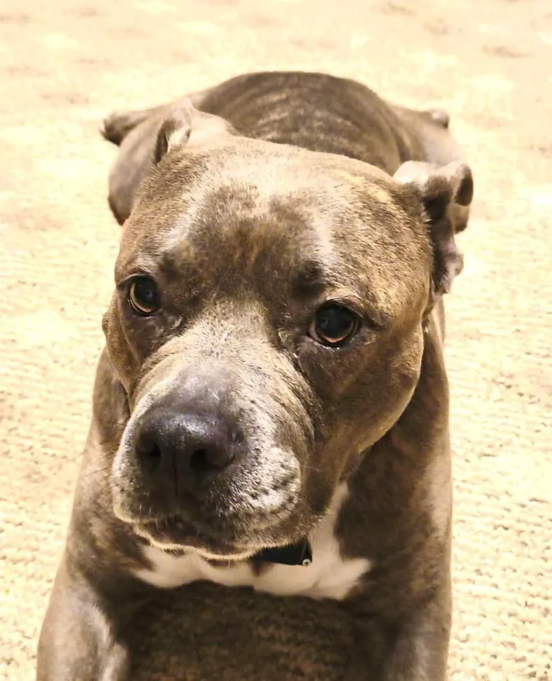 An adult large-sized female Pit Bull Terrier dog named Lilly for adoption in Maryville, TN