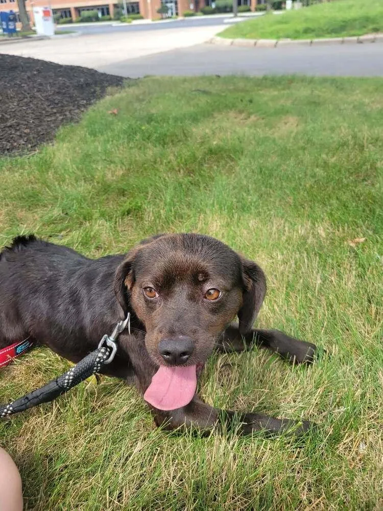 An adult small-sized male Mixed Breed dog named Oscar for adoption in Columbus, OH