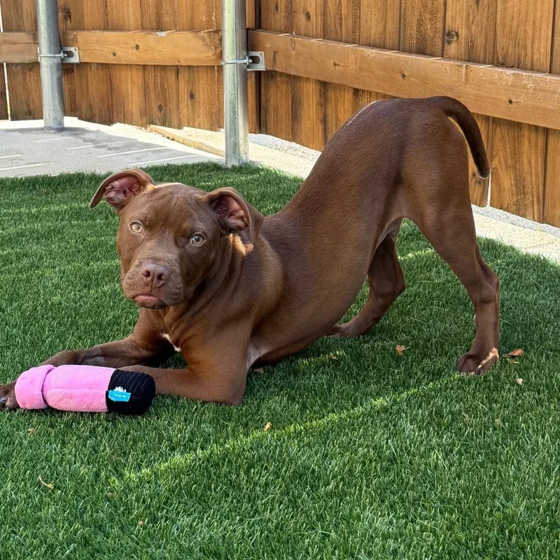 A baby small-sized male Brown / Chocolate Pit Bull Terrier dog named Hershey for adoption in Naperville, IL