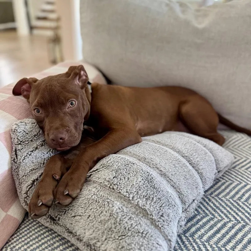 Hershey thumbnail 3