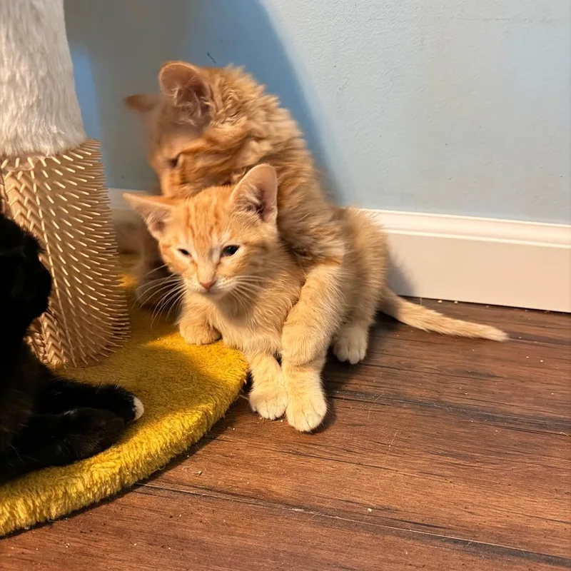 A baby small-sized female Orange / Red Domestic Short Hair cat named Cricket for adoption in Overland Park, KS