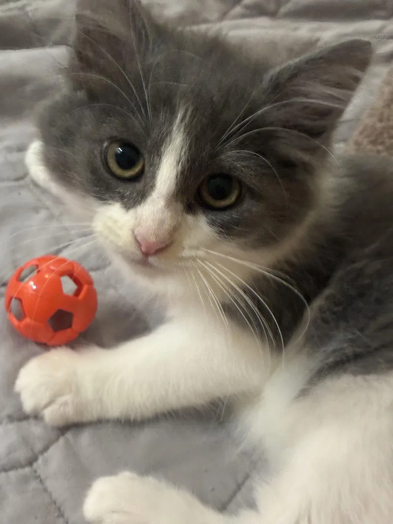A baby medium-sized female Gray & White Domestic Medium Hair cat named Lamine for adoption in Cincinnati, OH