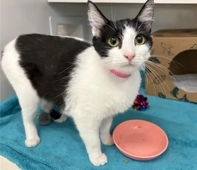 A young small-sized female Domestic Short Hair cat named Squeakers for adoption in Saint Louis, MO