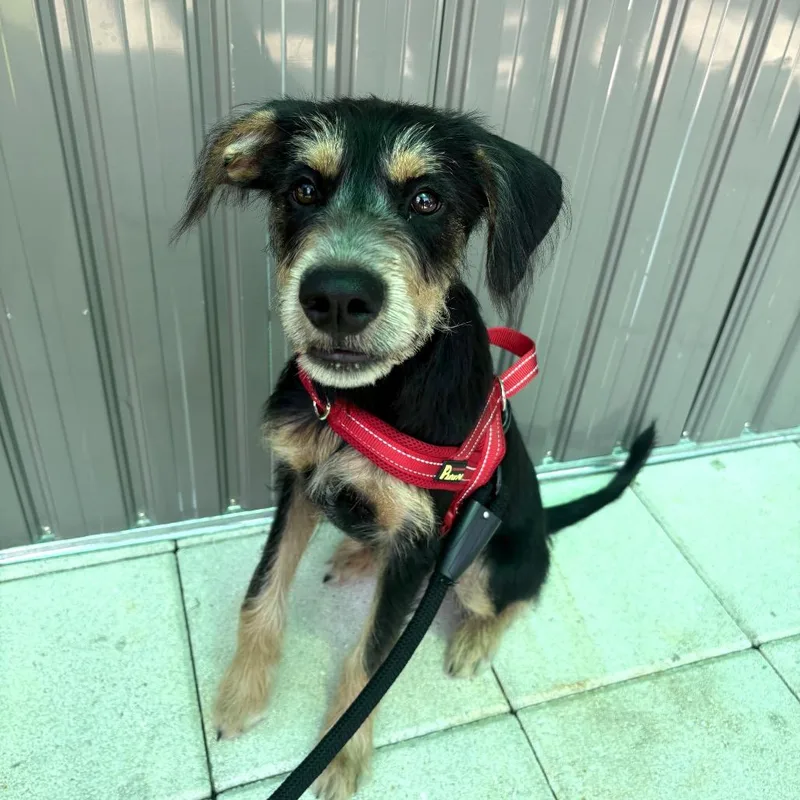 A baby small-sized male Black German Wirehaired Pointer dog named Max for adoption in Tampa, FL