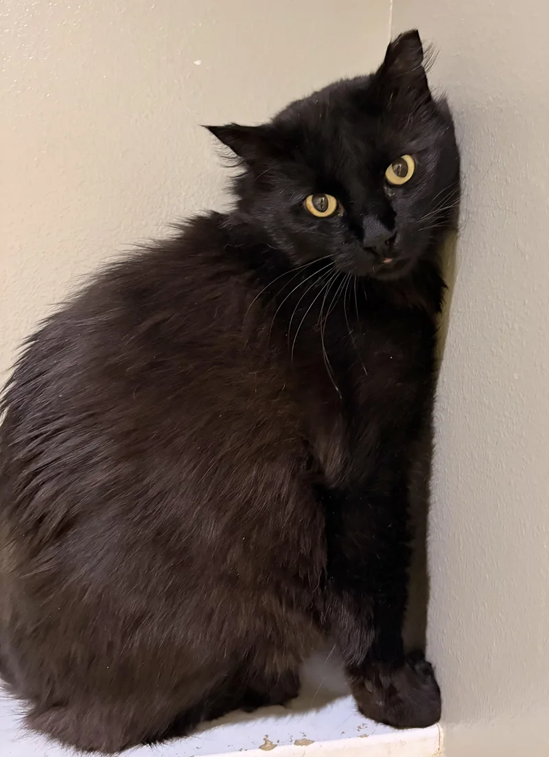 An adult extra large-sized male Black Domestic Long Hair cat named Sketchy for adoption in Redmond, OR