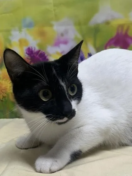 An adult medium-sized female Domestic Short Hair cat named Cookie for adoption in San Antonio, TX