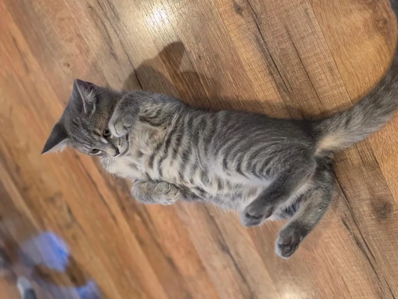 A baby small-sized male Domestic Short Hair cat named Hardy Medway for adoption in Gorham, ME