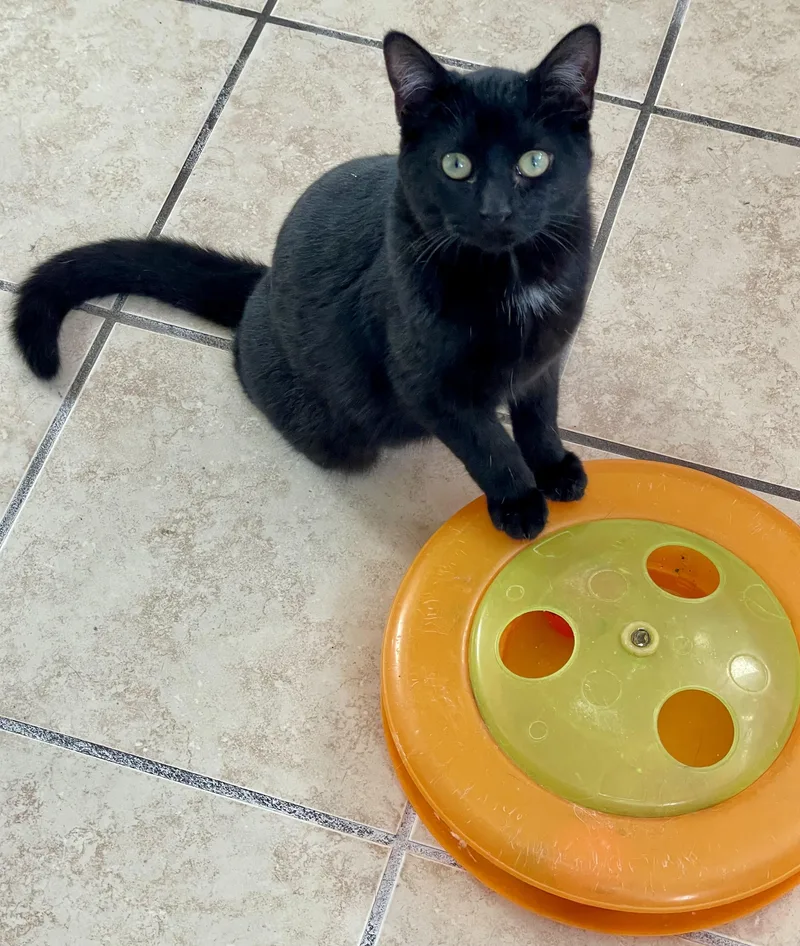A young medium-sized female Black Domestic Short Hair cat named Holly for adoption in Lacon, IL