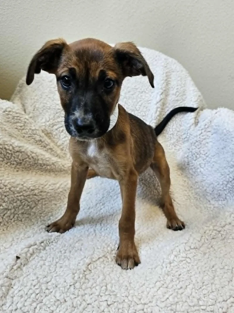 An adult medium-sized female Black Mouth Cur dog named Ivy for adoption in Rockwall, TX