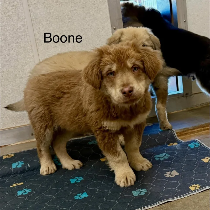 Boone