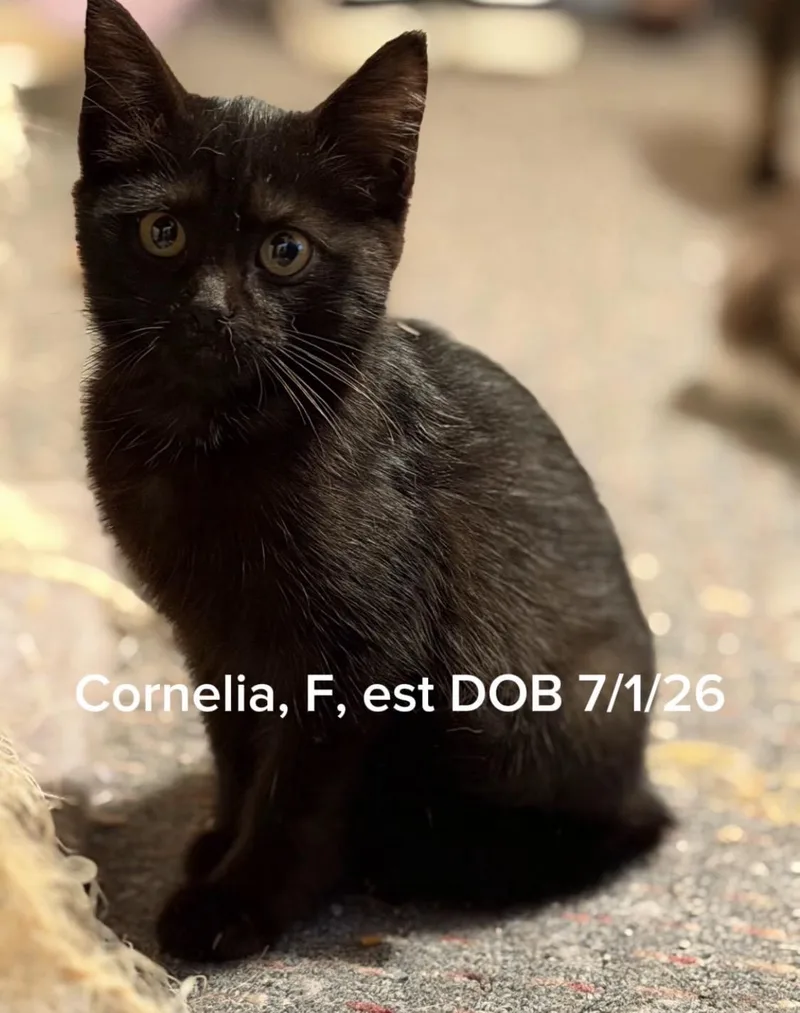 A baby medium-sized female Domestic Short Hair cat named Cornelia for adoption in Shrewsbury, MA