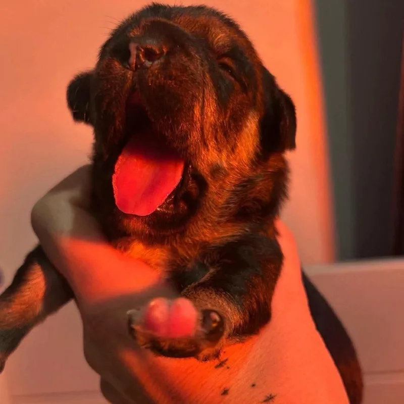 A baby medium-sized male Black Mixed Breed dog named Slush for adoption in Jarrettsville, MD