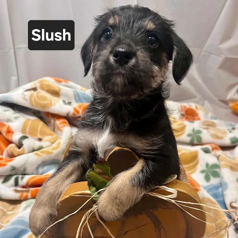 Slush thumbnail 2