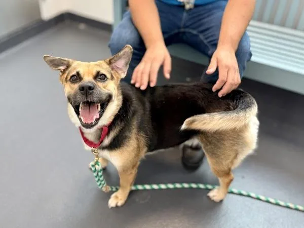 A senior medium-sized female Mixed Breed dog named Darla for adoption in New York, NY