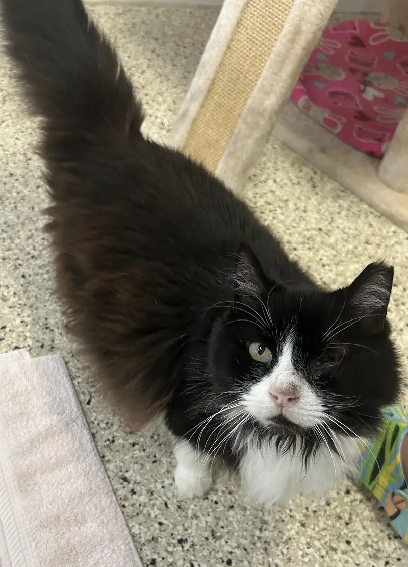 A senior large-sized male Black & White / Tuxedo Domestic Medium Hair cat named Grandpa Fluffy for adoption in New Port Richey, FL