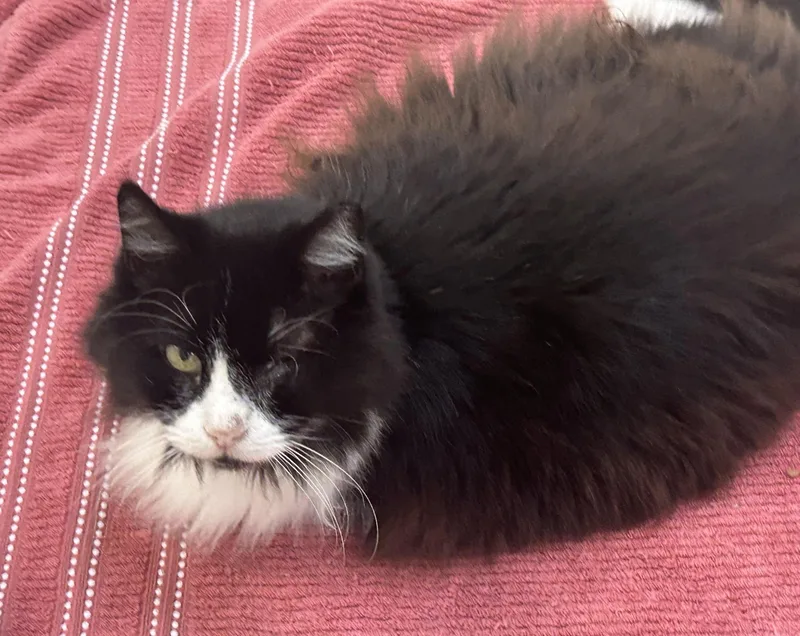 Grandpa Fluffy thumbnail 2