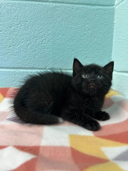 An adult small-sized female Domestic Short Hair cat named Firefly for adoption in Spruce Pine, NC