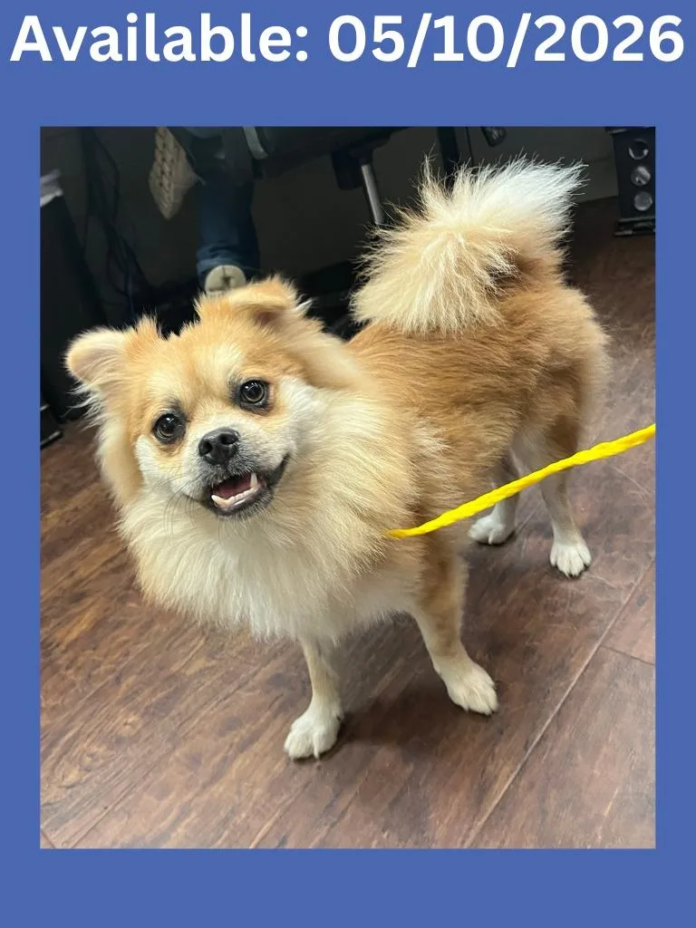 An adult small-sized male Pomeranian dog named Dog Kennel  Simba for adoption in Greenville, TX