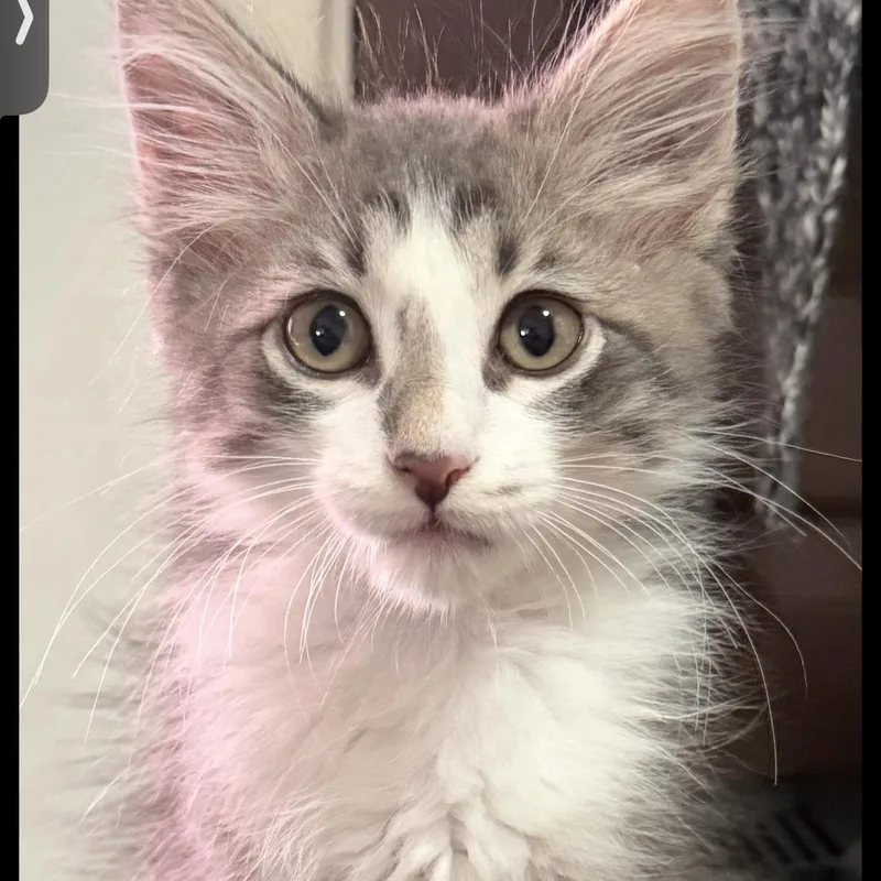 A baby medium-sized male Gray & White Domestic Short Hair cat named Hemi for adoption in Brentwood, CA
