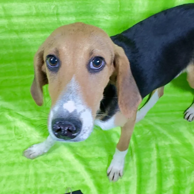 A young medium-sized female Brown / Chocolate Beagle dog named Freeway for adoption in Franklin, NC