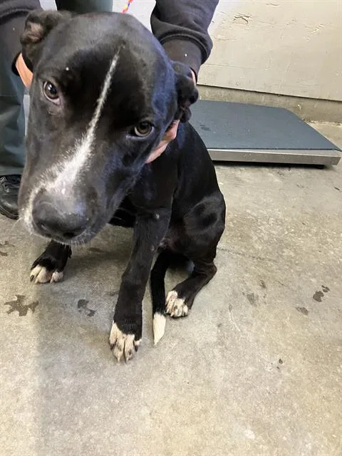 An adult large-sized male Pit Bull Terrier dog named A for adoption in Camarillo, CA