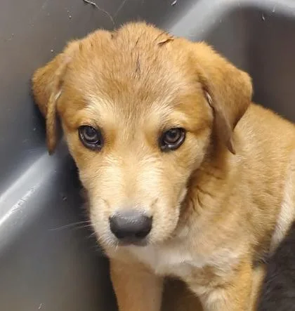 A young large-sized female Mountain Cur dog named Frances for adoption in Kansas City, MO