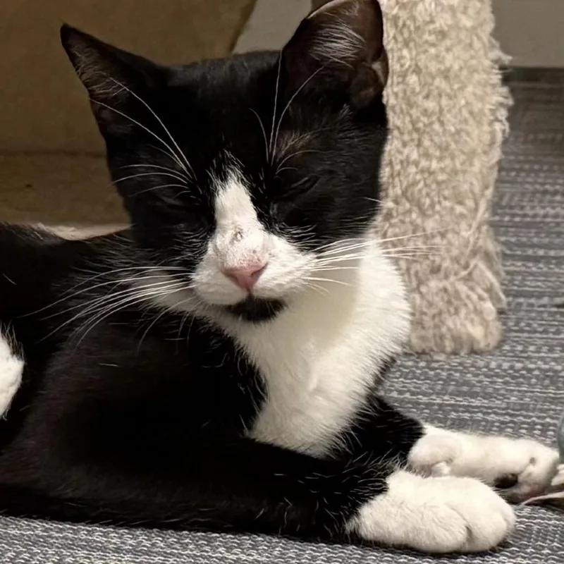 An adult medium-sized female Black Domestic Short Hair cat named Martini for adoption in Bel Air, MD