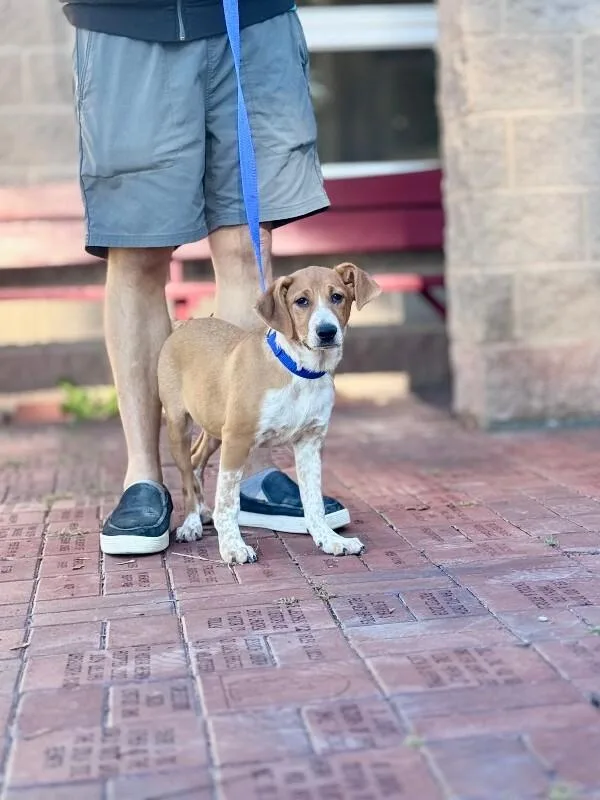 A young medium-sized male Rat Terrier dog named Mike Sherm for adoption in Wooster, OH