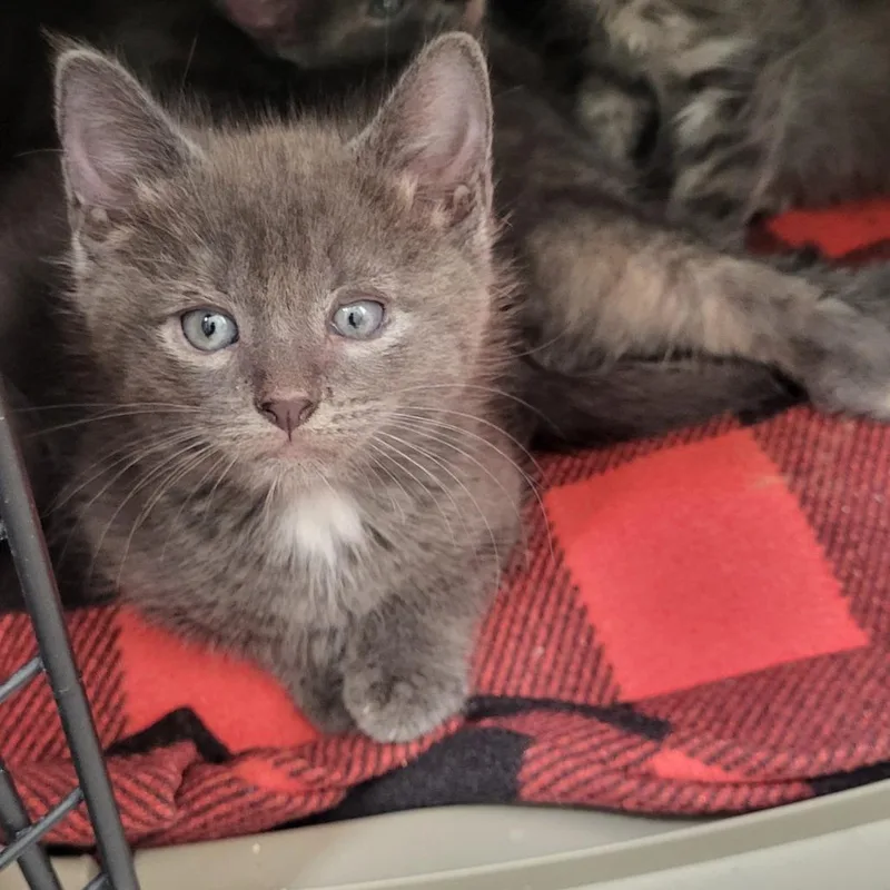 A baby small-sized male Gray / Blue / Silver Domestic Short Hair cat named Sacramento for adoption in Kanab, UT