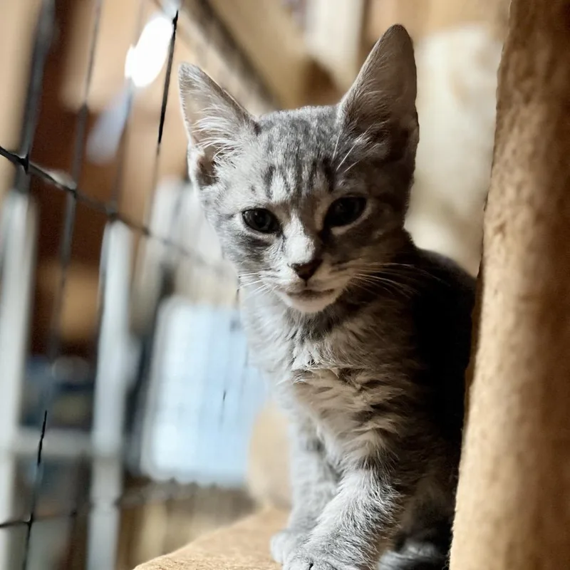 A baby small-sized male Gray / Blue / Silver Domestic Short Hair cat named Topaz In Baltimore  for adoption in Alexandria, VA