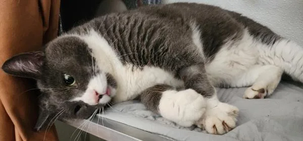 An adult medium-sized male Domestic Short Hair cat named Tony for adoption in Oceanside, CA