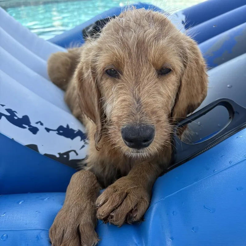 Benny
