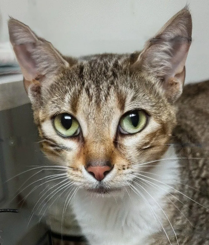 A young medium-sized female Domestic Short Hair cat named Dorinda .. for adoption in Apopka, FL