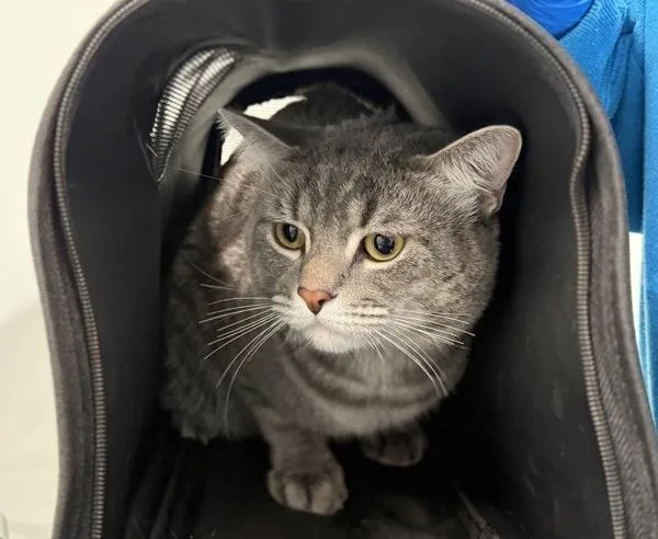 A young medium-sized male Domestic Short Hair cat named Billy for adoption in Ridgewood, NY