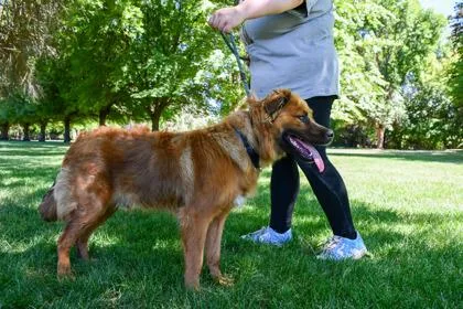 An adult medium-sized male Retriever dog named Rocky for adoption in Yakima, WA