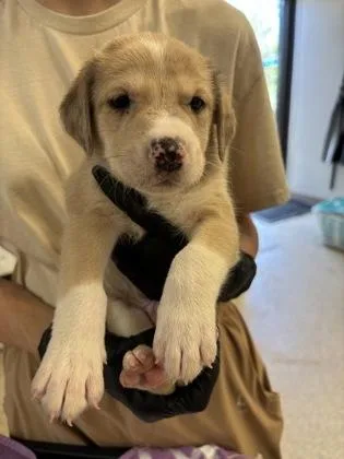 A baby small-sized male Retriever dog named Leonard for adoption in Conway, AR